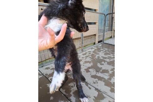 販売中の千葉県のミックス犬-388037の6枚目