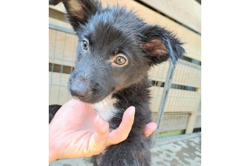 販売中の千葉県のミックス犬-388037の5枚目