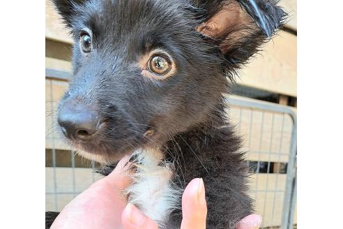 販売中の千葉県のミックス犬-388037の4枚目