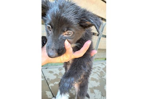 販売中の千葉県のミックス犬-388037の3枚目