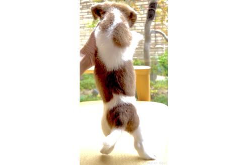 販売中の奈良県のジャックラッセルテリア-396423の18枚目
