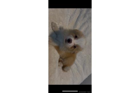 販売中の福岡県のボーダーコリー-396426の3枚目
