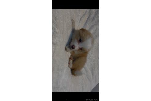 販売中の福岡県のボーダーコリー-396426の2枚目