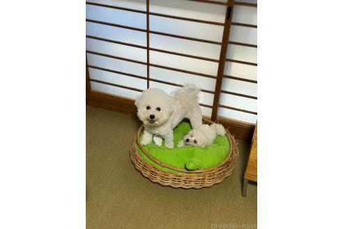 販売中の徳島県のビションフリーゼ-393671の3枚目