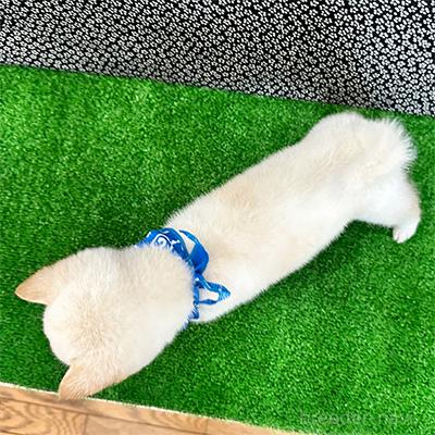 成約済の神奈川県の豆柴-396374の2枚目