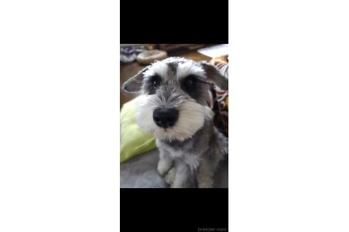 だんごくん1枚目