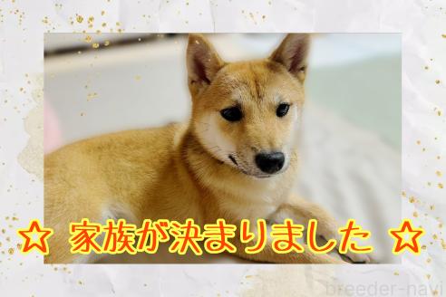成約済の栃木県の柴犬-353915の1枚目