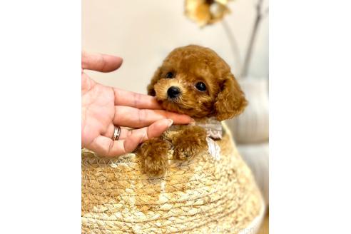 販売中の徳島県のティーカッププードル-396449の3枚目