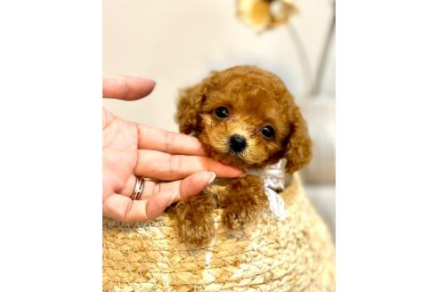販売中の徳島県のティーカッププードル-396449の2枚目