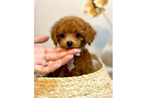 販売中の徳島県のティーカッププードル-396450の2枚目