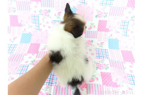 成約済の千葉県のパピヨン-393562の11枚目