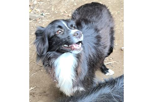 販売中の千葉県のミックス犬-388040の2枚目