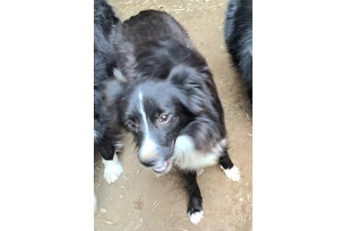 販売中の千葉県のミックス犬-388044の2枚目