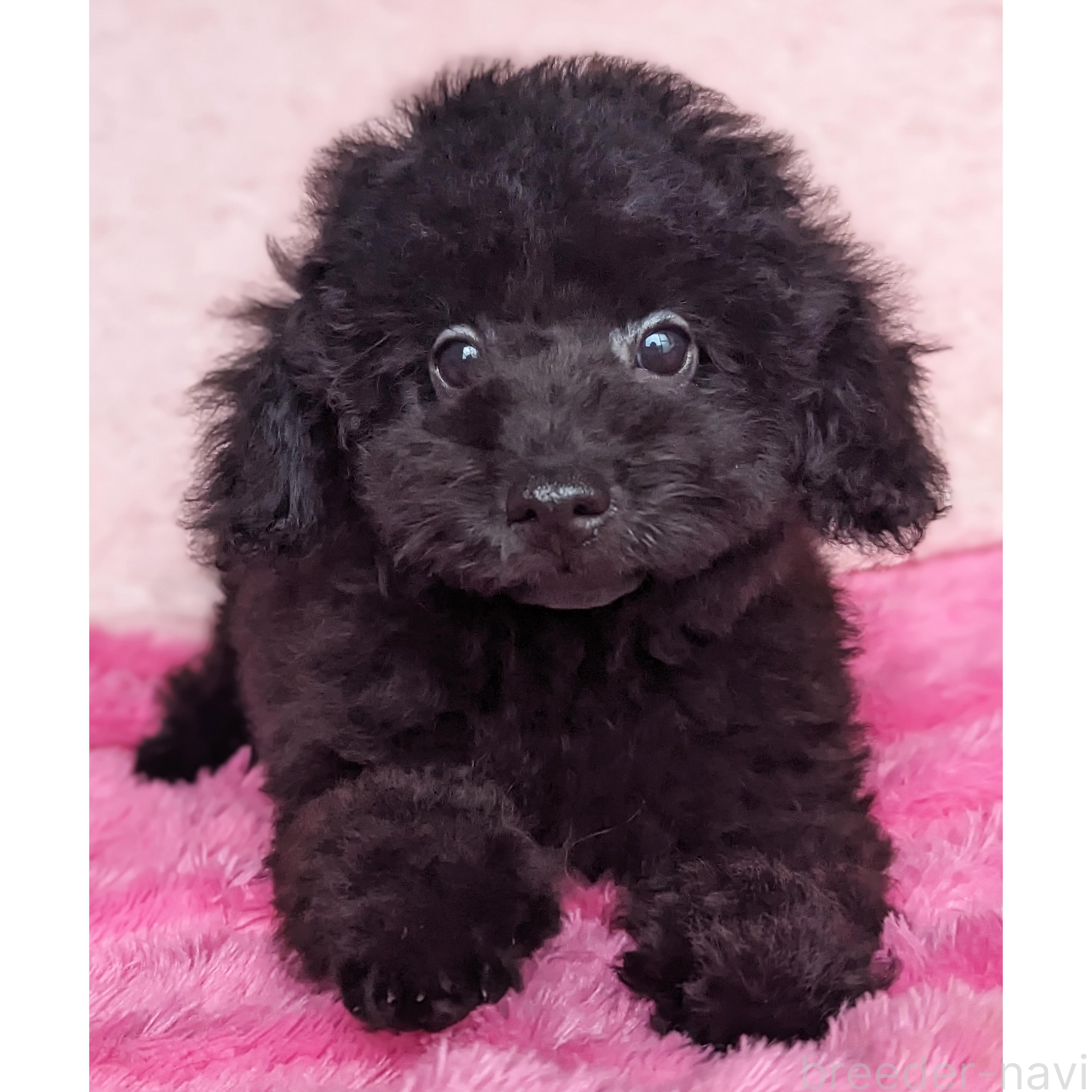 販売中の静岡県のミックス犬-385903
