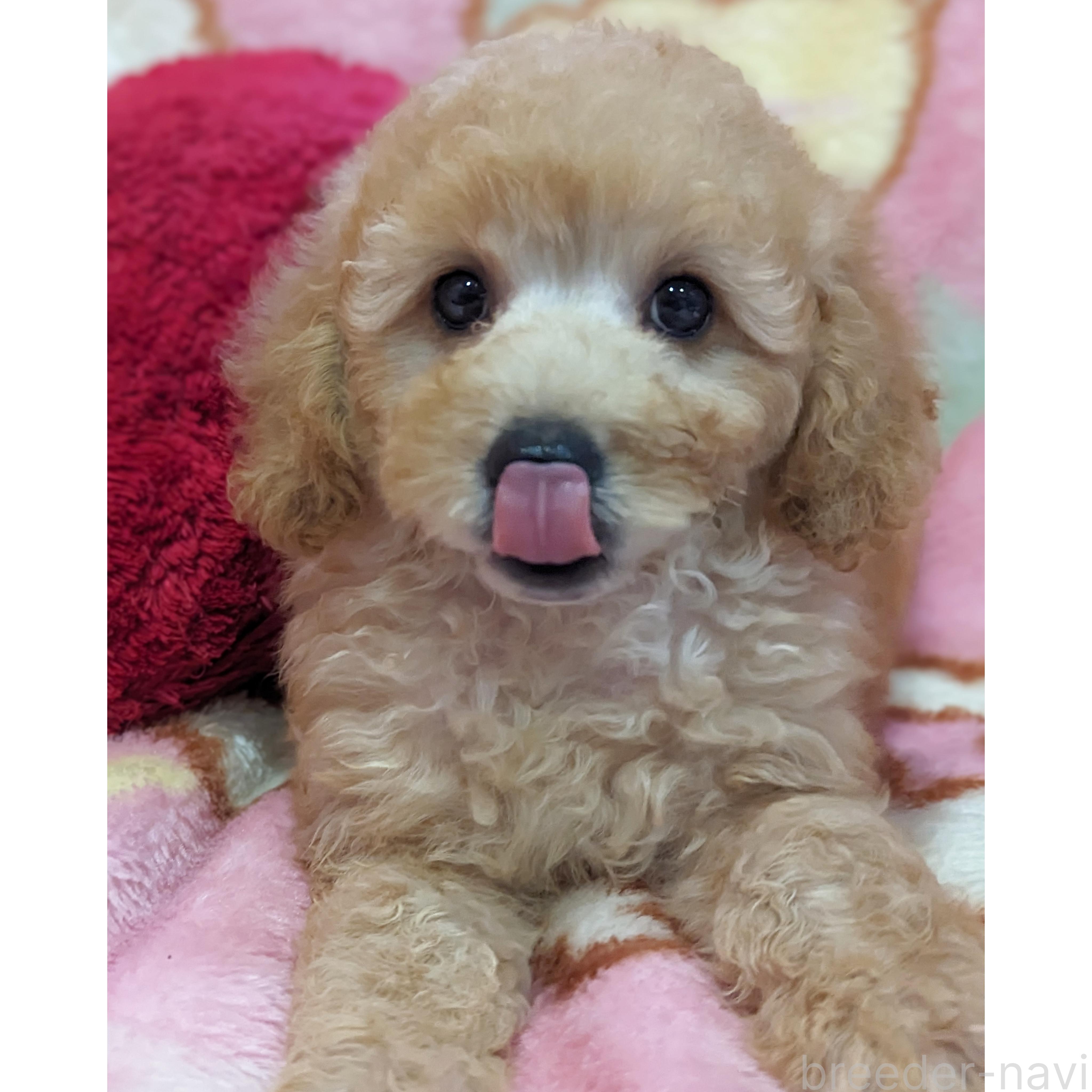 販売中の静岡県のミックス犬-385898の2枚目