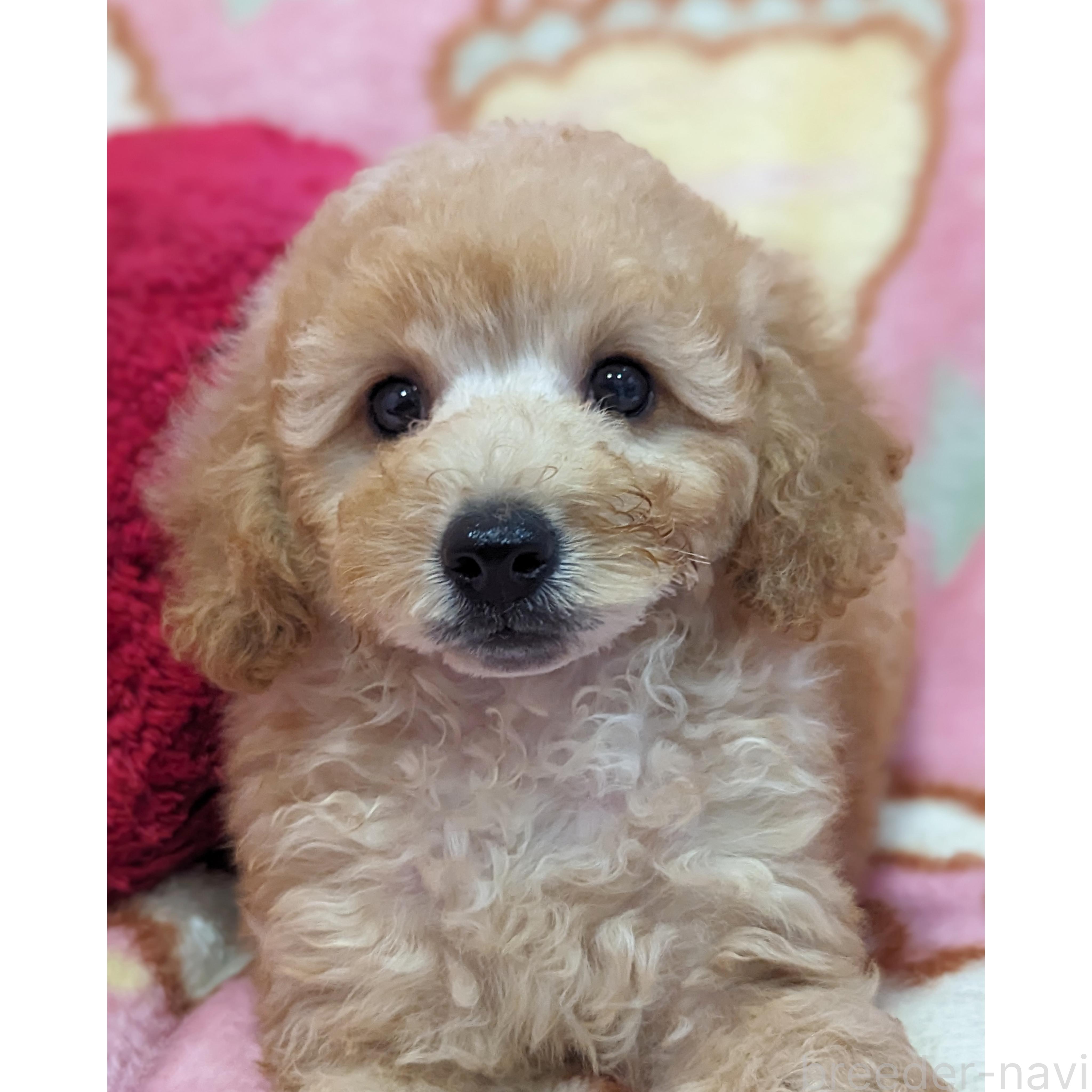 販売中の静岡県のミックス犬-385898の1枚目
