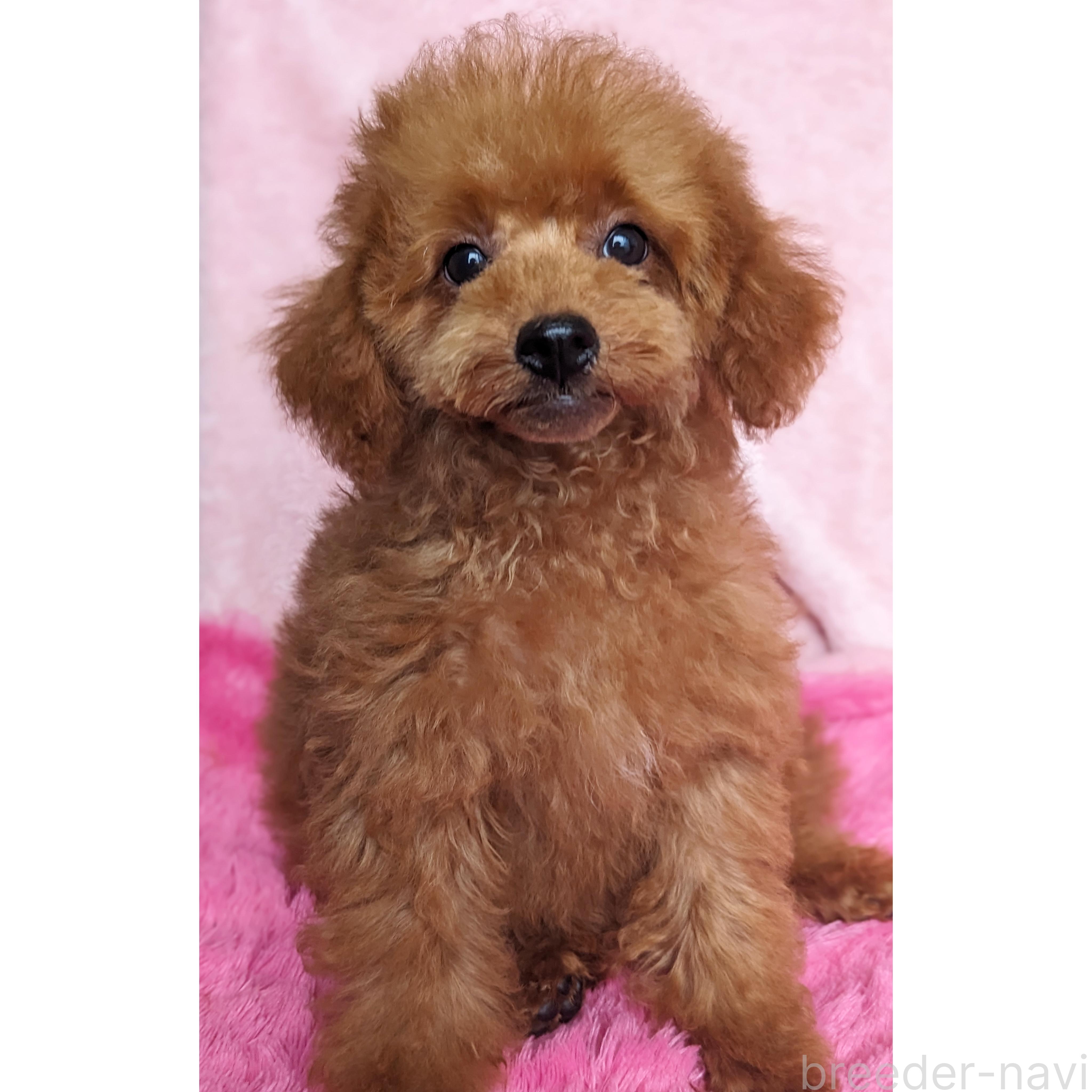 販売中の静岡県のミックス犬-381561の1枚目