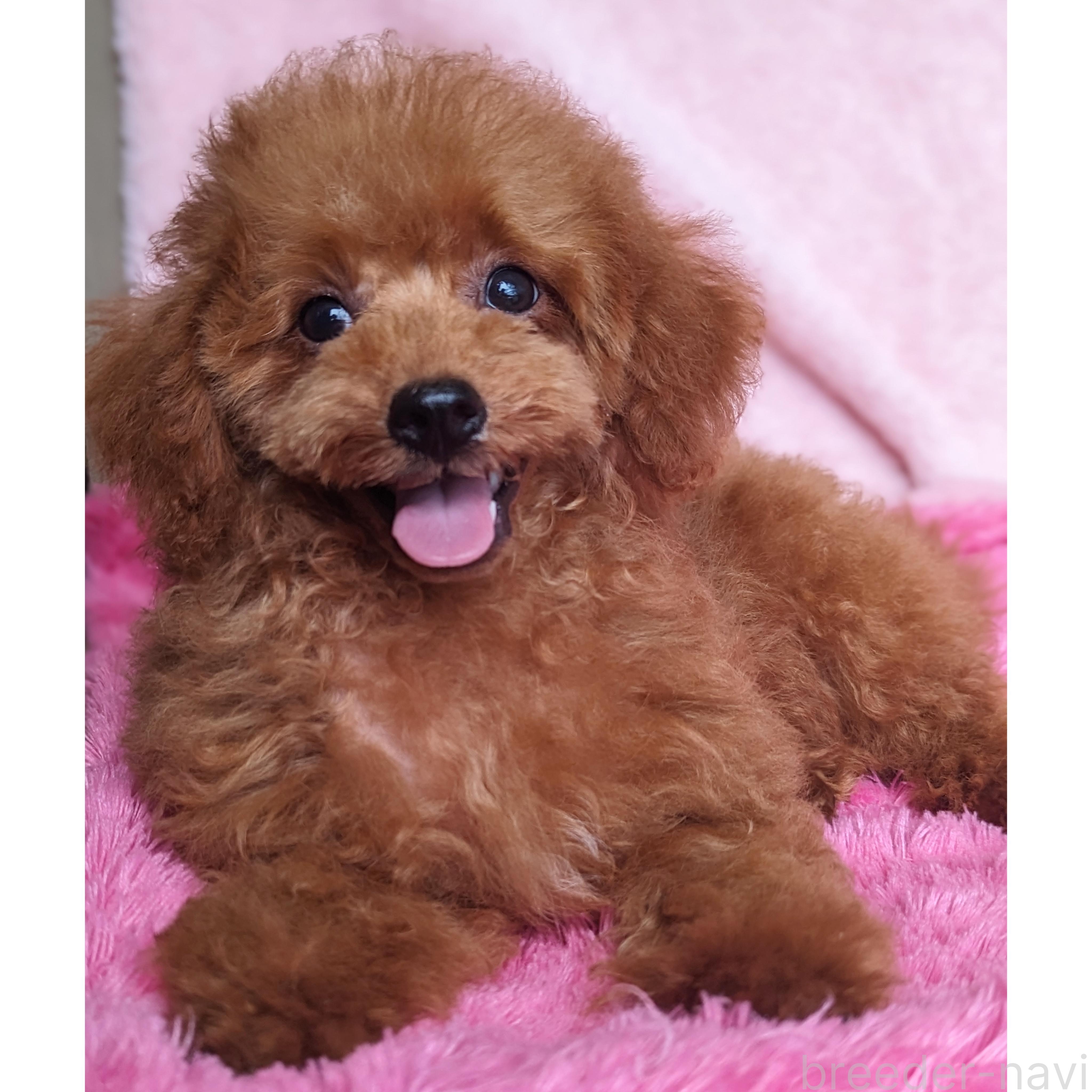 販売中の静岡県のミックス犬-381561の2枚目