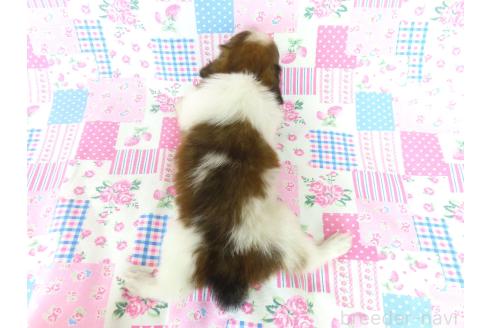 成約済の千葉県のパピヨン-393564の11枚目