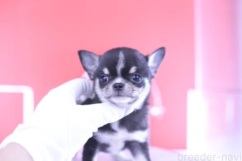 販売中の愛知県のチワワ(スムースコート)-396453の11枚目