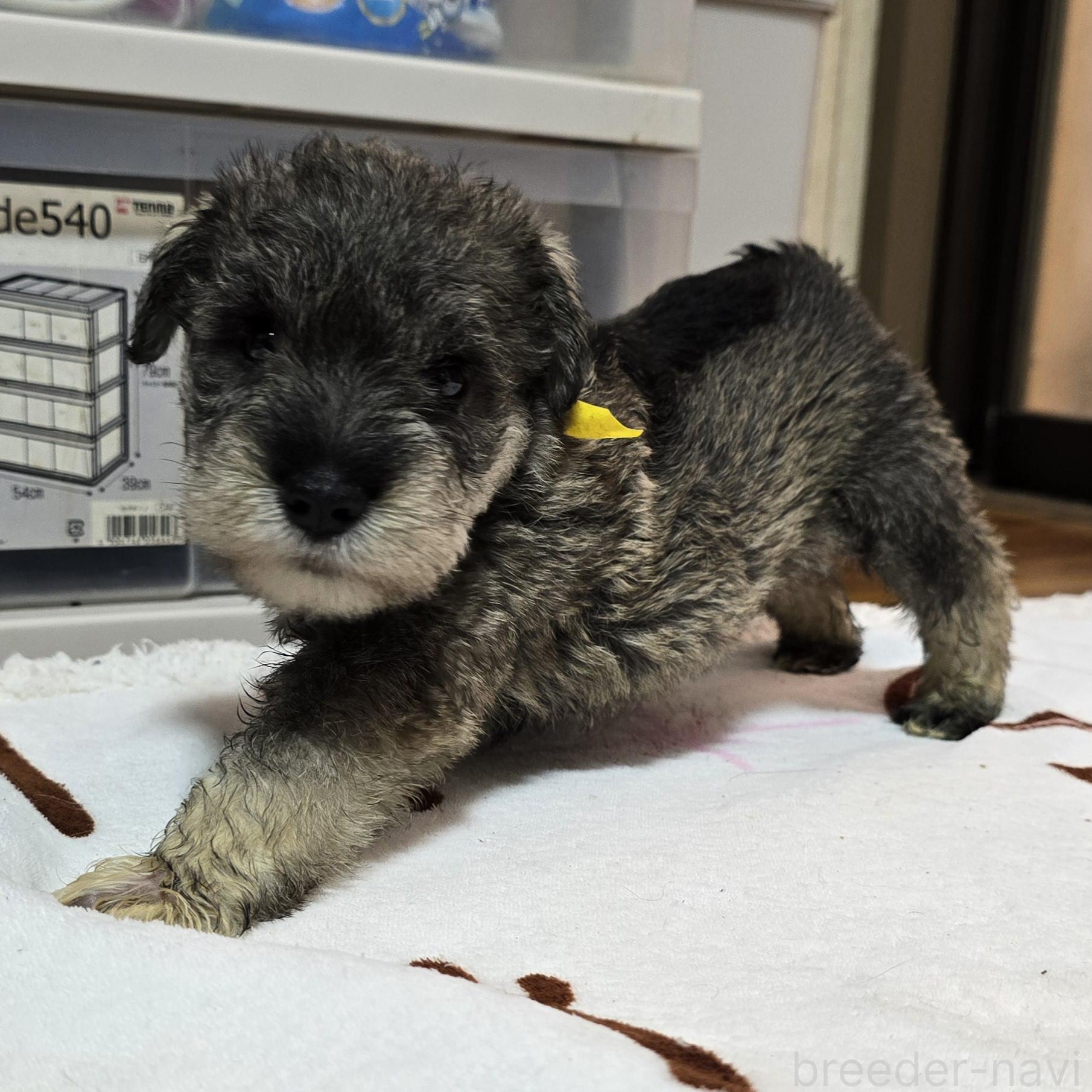 販売中の岡山県のミニチュアシュナウザー-393950の2枚目