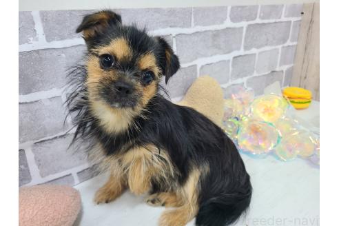 販売中の東京都のミックス犬-351063の3枚目