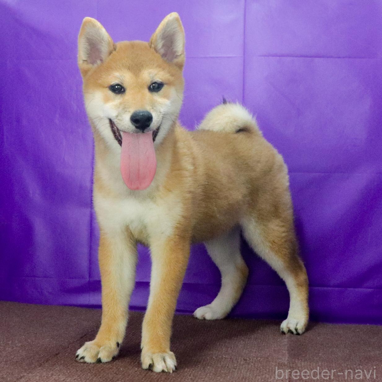 販売中の愛知県の柴犬-391903の3枚目