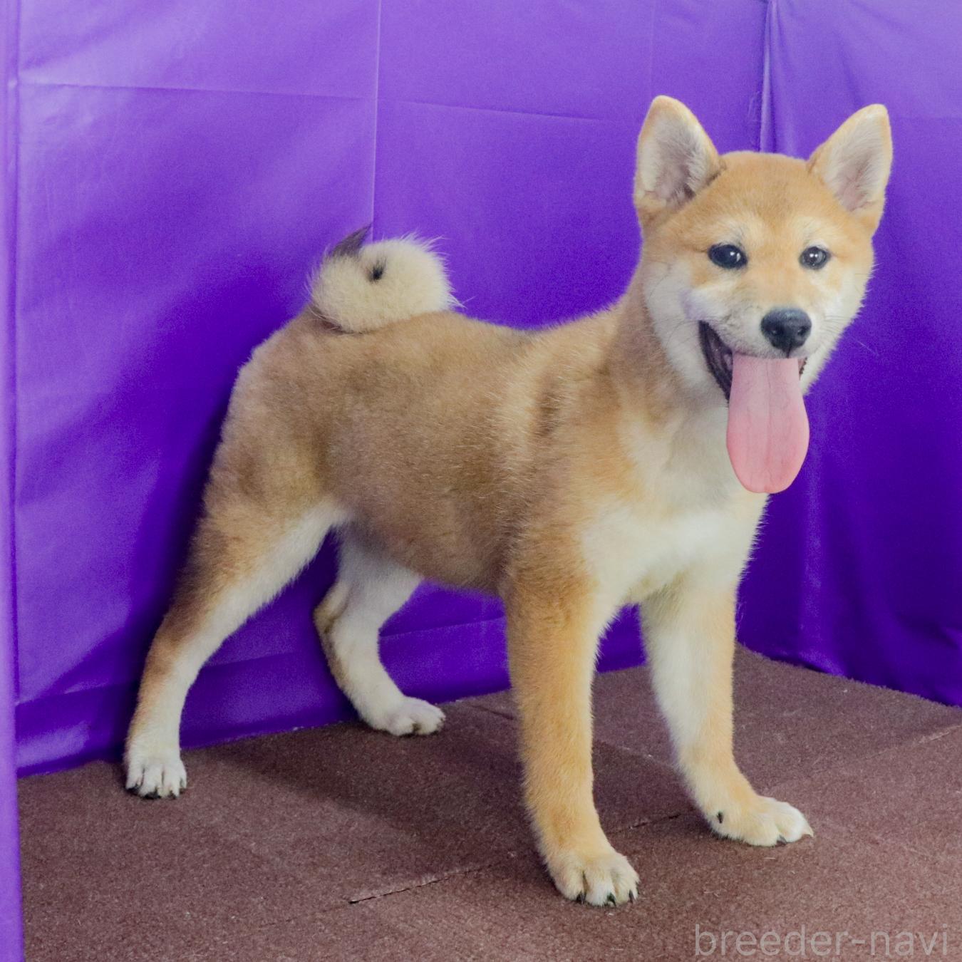 販売中の愛知県の柴犬-391903の2枚目