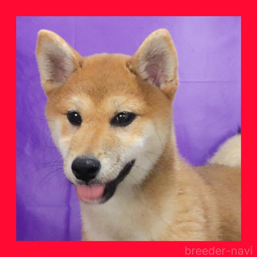 販売中の愛知県の柴犬-391903