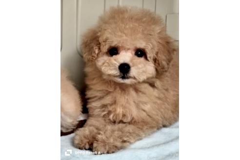 販売中の沖縄県のミックス犬-390704