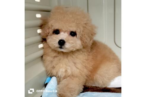成約済の沖縄県のミックス犬-390704の2枚目