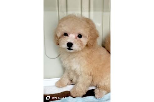 販売中の沖縄県のミックス犬-396340の1枚目