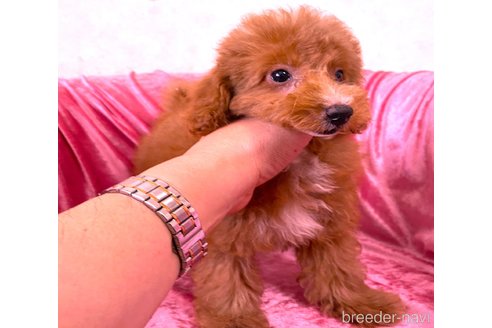 販売中の大阪府のタイニープードル-389966の4枚目