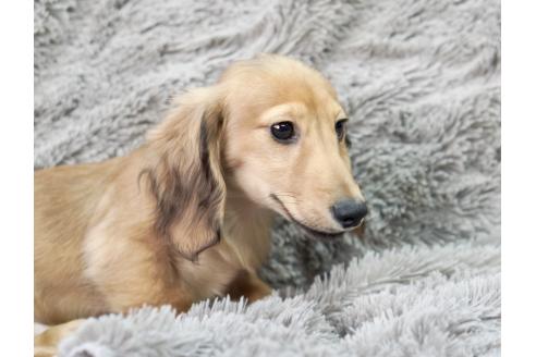 販売中の滋賀県のカニンヘンダックスフンド(ロングヘアード)-394099の2枚目