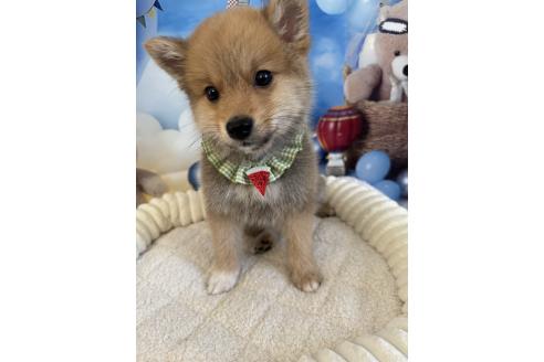 成約済の埼玉県のミックス犬-389693の4枚目