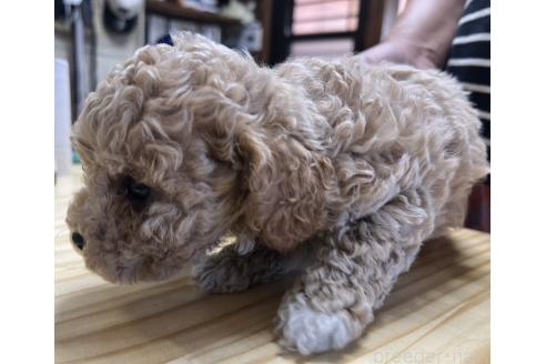 販売中の東京都のビションプー:ビションフリーゼ×トイプードル-395269の8枚目