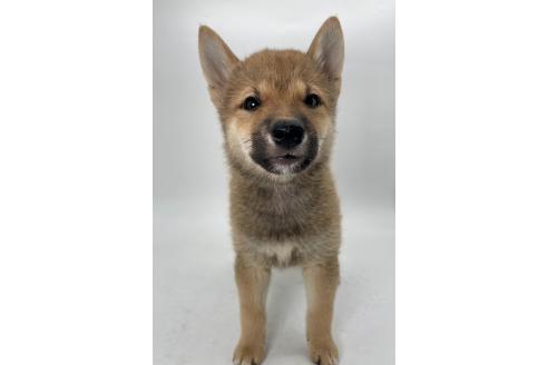 成約済の千葉県の柴犬-391788の10枚目