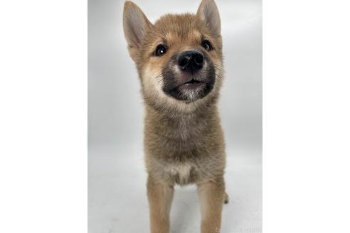 成約済の千葉県の柴犬-391788の9枚目