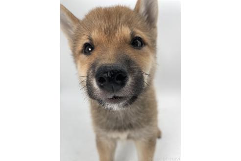 成約済の千葉県の柴犬-391788の8枚目