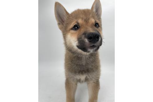 成約済の千葉県の柴犬-391788の7枚目