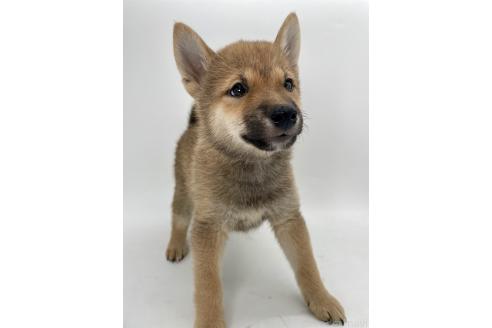 成約済の千葉県の柴犬-391788の6枚目
