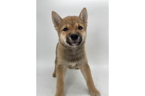 成約済の千葉県の柴犬-391788の5枚目