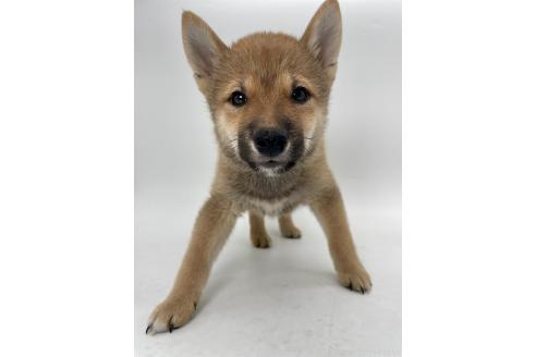 成約済の千葉県の柴犬-391788の4枚目
