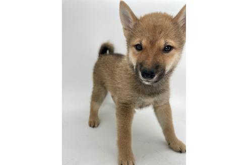 成約済の千葉県の柴犬-391788の2枚目