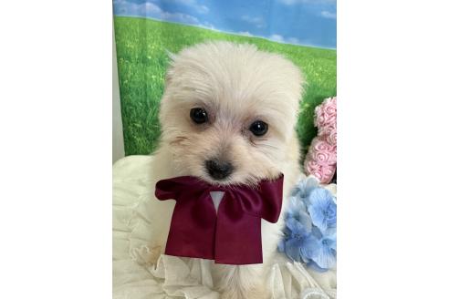 販売中の兵庫県のミックス犬-387101の6枚目