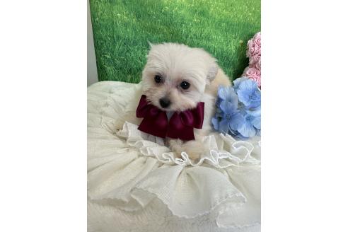 販売中の兵庫県のミックス犬-387101の5枚目
