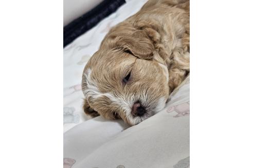 販売中の熊本県のマルプー:マルチーズ×トイプードル-396472の8枚目