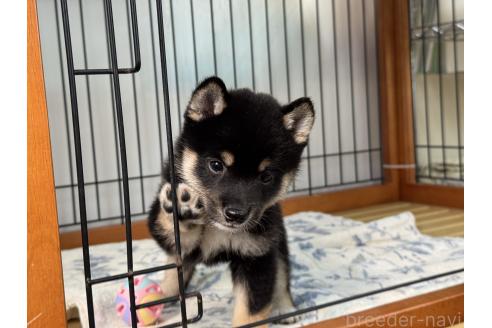 販売中の岡山県の豆柴-396495の2枚目