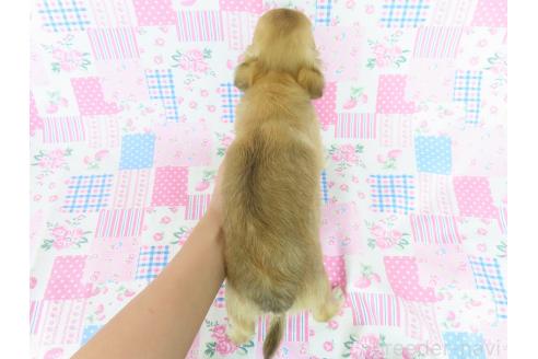 商談中の千葉県のチワワ(ロングコート)-385608の6枚目