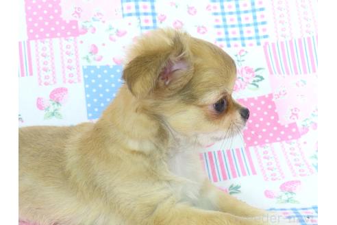 商談中の千葉県のチワワ(ロングコート)-385608の4枚目